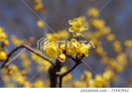 1月府中190 Soshin Robai，Robai家族，Robai no Komichi，府中地方森林博物館 73487642