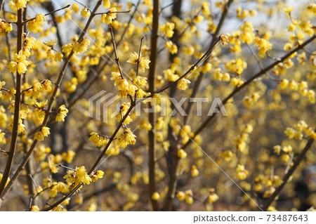 1月府中市191低白小徑府中地方森林博物館 73487643