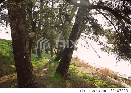 Senbonmatsubara, Kaizu City ⑩ Sunbeams shining into the pine forest 73487923