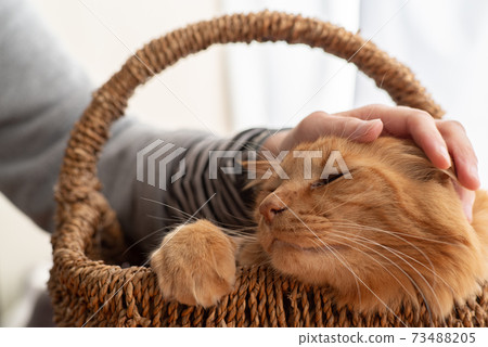 Adorable existence, tea tabby cat Adorable existence, tea tabby cat 73488205