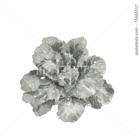 [水印風格的水彩插圖]標題前田中的白色蔬菜冬季蔬菜葉菜類蔬菜材料白色背景透明 73488317