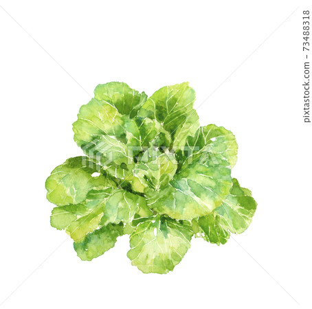[水彩插圖]標題前田間白色蔬菜冬季蔬菜葉蔬菜材料白色背景透明 73488318