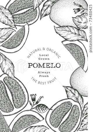 Hand drawn sketch style pomelo banner. Organic fresh fruit vector illustration. Retro fruit design template 73488425