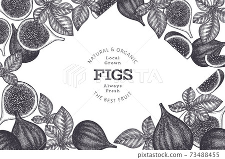 Hand drawn fig fruits design template. Organic fresh food vector illustration. Retro fig fruit banner. 73488455