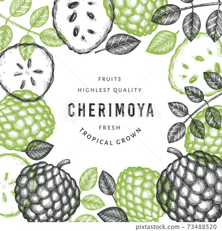 Hand drawn sketch style cherimoya banner. Organic fresh fruit vector illustration. Engraved style botanical design template. Hand drawn sketch style cherimoya banner. Organic fresh fruit vector illustration. Engraved style botanical design template. 73488520