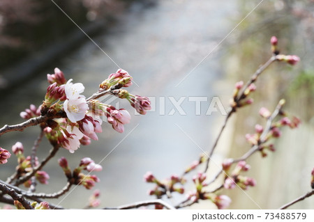 Sakura flowering, many buds 73488579