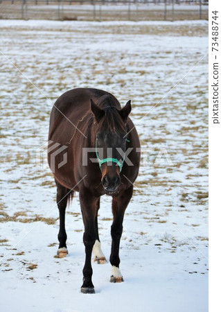 薩拉伯德冬季牧場 73488744