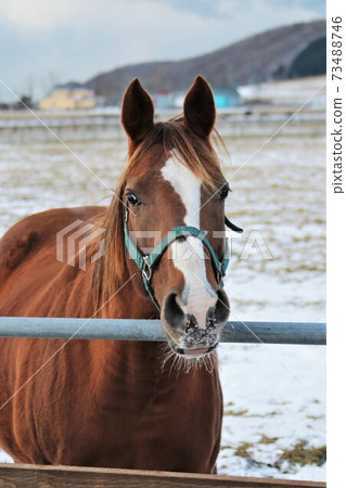 薩拉伯德冬季牧場 73488746