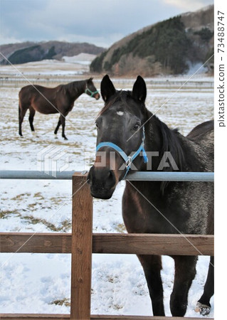 薩拉伯德冬季牧場 薩拉伯德冬季牧場 73488747