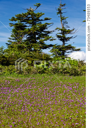 會津小嶽山脊線上的白山小櫻社區 73489353