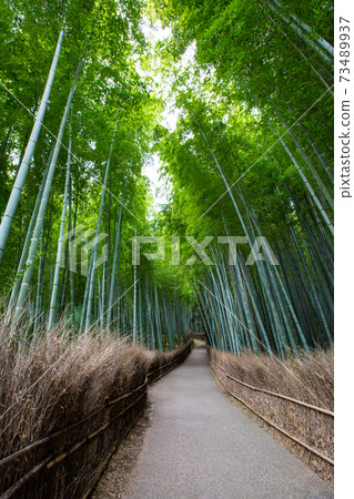 Bamboo Forest Path-A Tourist Destination Representing Arashiyama, Kyoto-Ukyo-ku, Kyoto City, Kyoto Prefecture 73489937