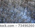 Mt. Gozaisho: Oblique light falling on the snow 73490260
