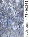 Mt. Gozaisho: Oblique light falling on the snow 73490261