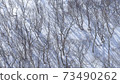 Mt. Gozaisho: Oblique light falling on the snow 73490262