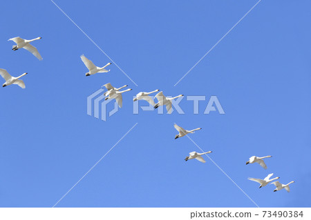 A swim colony swan 73490384