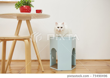 Turkish Siangora cat Turkish Siangora cat 73490496