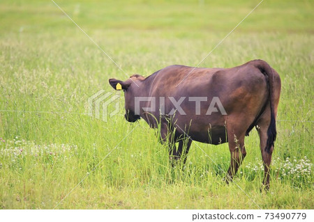 牛(日本黑毛) 牛(日本黑毛) 73490779