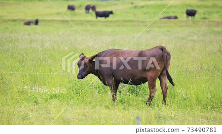 牛（日本黑毛） 73490781