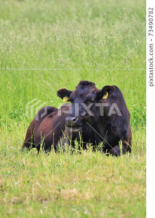 牛(日本黑毛) 牛(日本黑毛) 73490782