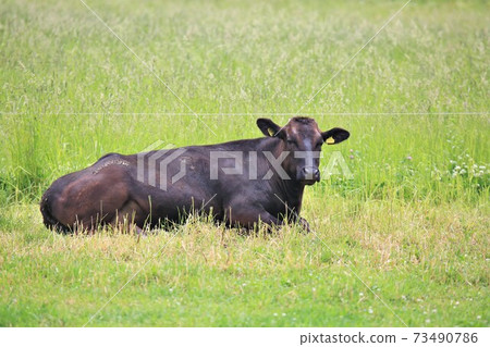牛(日本黑毛) 牛(日本黑毛) 73490786