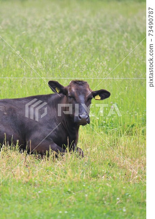 牛(日本黑毛) 牛(日本黑毛) 73490787