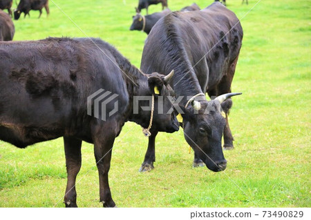 Cow (Japanese Black) Cow (Japanese Black) 73490829