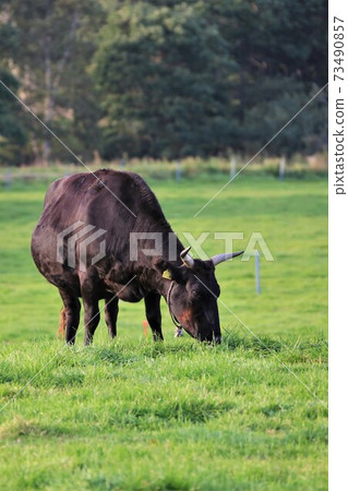 Cow (Japanese Black) 73490857