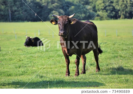 Cow (Japanese Black) 73490889