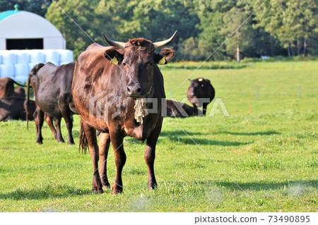 Cow (Japanese Black) 73490895