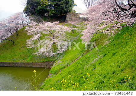 [東京]春季千鳥淵護城河和櫻花盛開 73491447