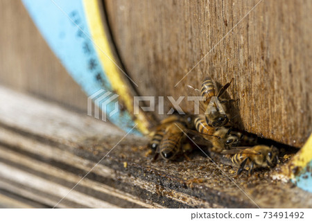 蜜蜂用於花粉交配和人工巢箱入口 蜜蜂用於花粉交配和人工巢箱入口 73491492