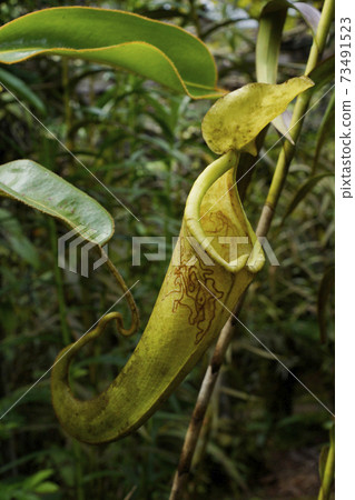 食蟲植物Uruborukazura 73491523
