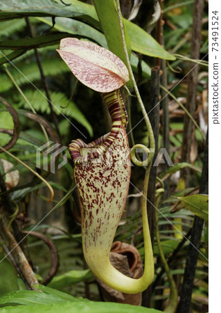 Insectivorous plants Uruborukazura Insectivorous plants Uruborukazura 73491524