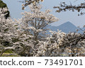 Cherry blossoms of Uda River 73491701