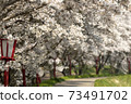 Cherry blossoms of Uda River 73491702
