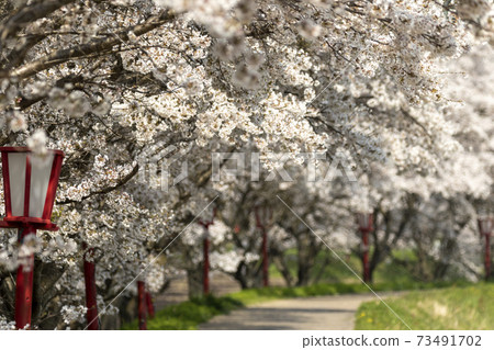 Cherry blossoms of Uda River 73491702