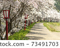 Cherry blossoms of Uda River 73491703