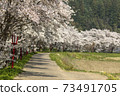 Cherry blossoms of Uda River 73491705