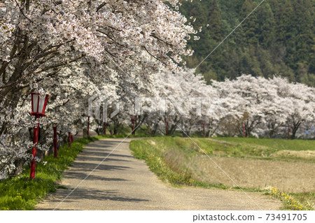 Cherry blossoms of Uda River 73491705