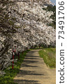 Cherry blossoms of Uda River 73491706