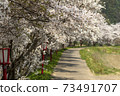 Cherry blossoms of Uda River 73491707