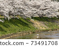 Cherry blossoms of Uda River 73491708