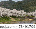 Cherry blossoms of Uda River 73491709