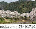 Cherry blossoms of Uda River 73491710