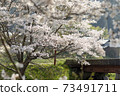 Cherry blossoms of Uda River 73491711