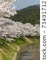 Cherry blossoms of Uda River 73491712