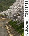 Cherry blossoms of Uda River 73491713