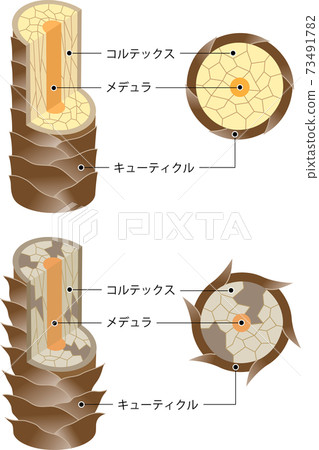 How Hair Works Healthy Hair and Damaged Hair 73491782