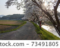 Cherry blossoms of Uda River 73491805