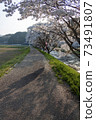 Cherry blossoms of Uda River 73491807